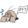 ✨ラテたん8ちゃい🐹🌻‎🧡‬✨