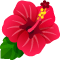 ハイビスカス