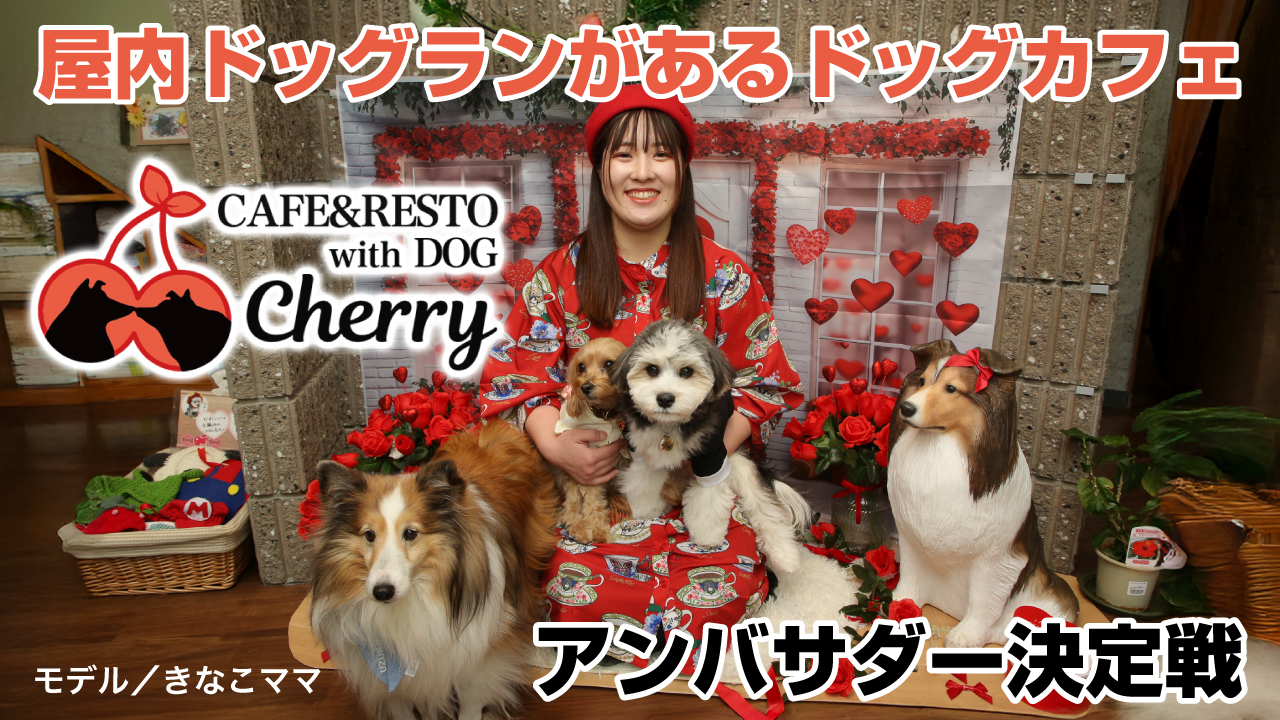 屋内ドッグランがあるカフェ『CAFE&RESTO Cherry』2代目アンバサダー決定戦