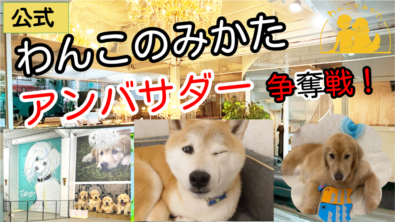 「わんこのみかた」公式アンバサダー争奪戦!