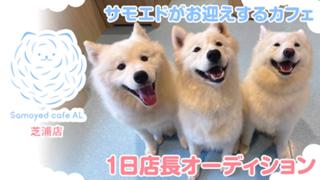 サモエドがお迎えするカフェ『サモエドカフェアル』芝浦店 1日店長オーディション2026