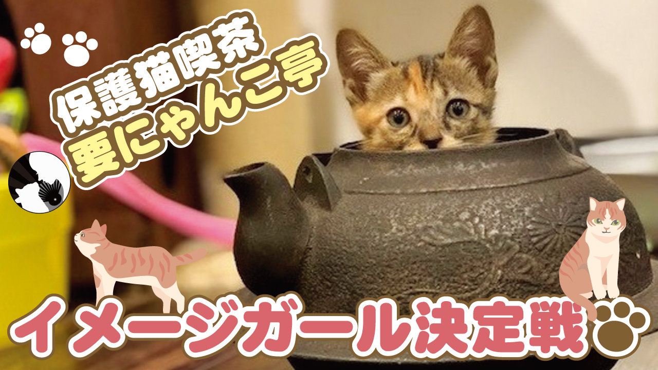 猫社会と人間社会の共存を。『保護猫喫茶 要にゃんこ亭』イメージガール決定戦