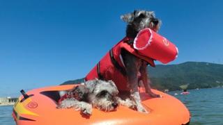 。。🐕🐾わんわん物語🐾🐕。。