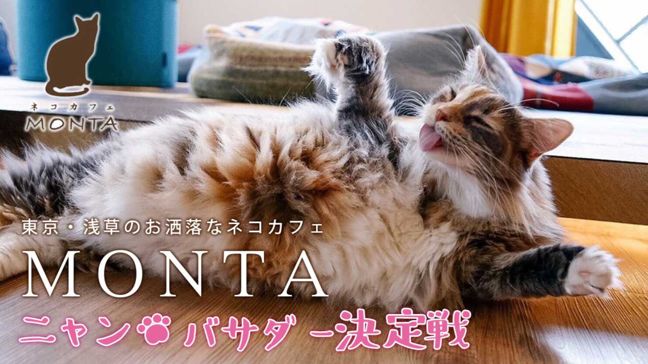 東京・浅草のお洒落なネコカフェ『MONTA』公式ニャンバサダー決定戦!Vol.2