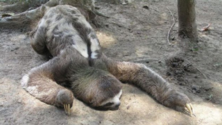 カラオケ🦥ナマのケモノ🦥