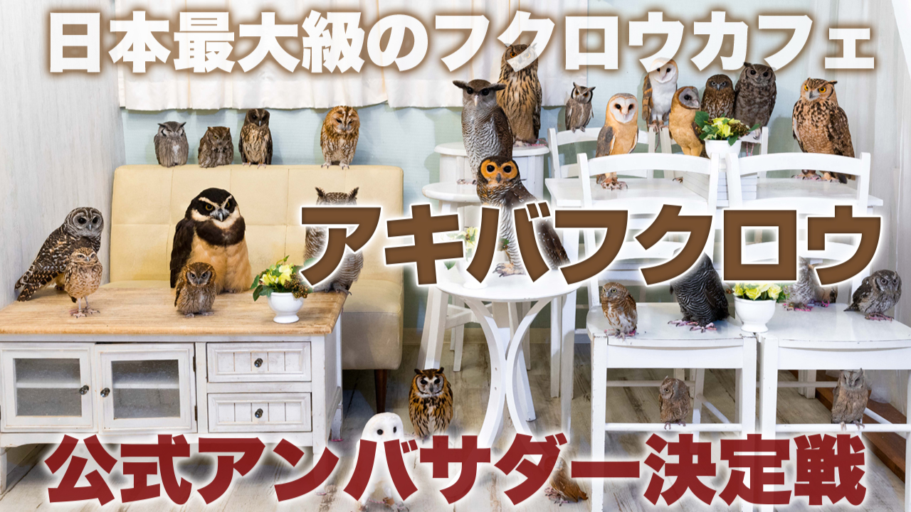 日本最大級のフクロウカフェ『アキバフクロウ』公式アンバサダー決定戦
