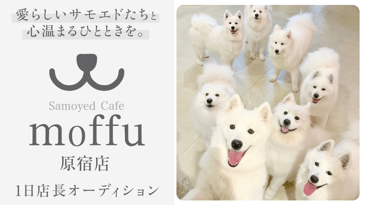 おかえりなさい!待ってたよ『サモエドカフェmoffu』原宿店 1日店長オーディション