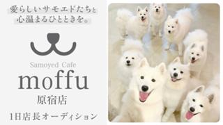 おかえりなさい！待ってたよ『サモエドカフェmoffu』原宿店 1日店長オーディション