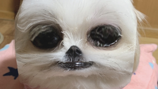 ともちゃんのやりたい放題