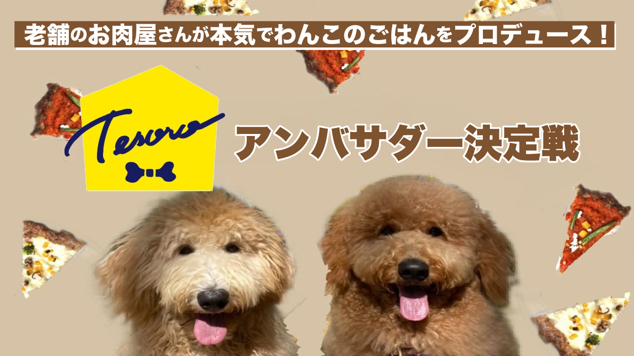 老舗のお肉屋さんが本気でわんこのごはんをプロデュース！『Tesoro』アンバサダー決定戦