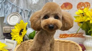 ちゅちゅるーむ