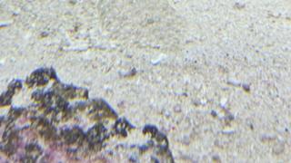 月見セリでした