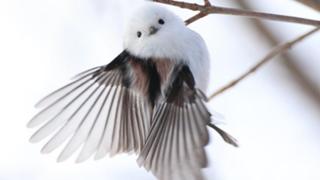 ぴょん吉LOVEのシマエナガ研究所