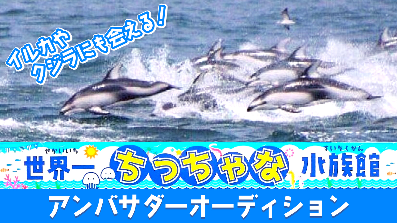 イルカやクジラにも会える!『世界一ちっちゃな水族館』アンバサダーオーディション