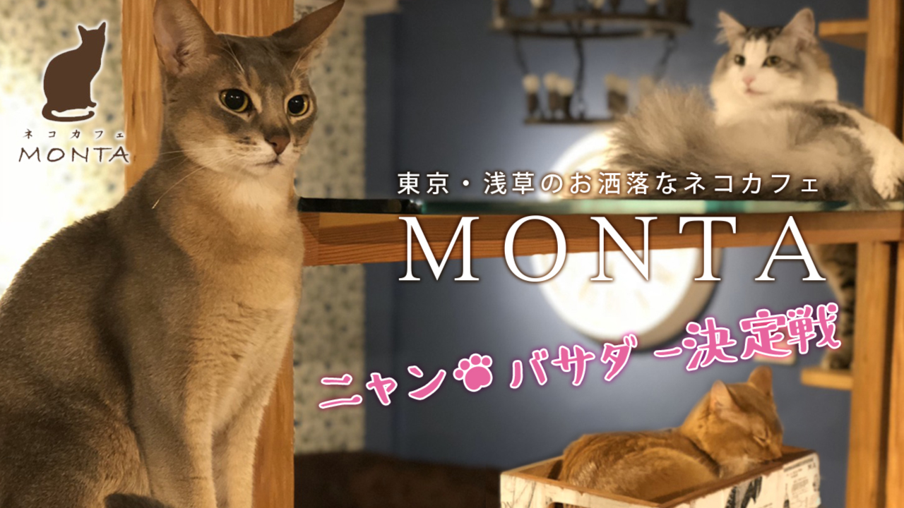 東京・浅草のお洒落なネコカフェ『MONTA』初代公式ニャンバサダー決定戦!