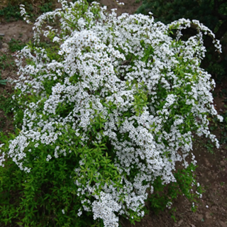 春夏秋冬♪光(o・ω・o)花鳥風月⚡猫(イイコダネ🐈)