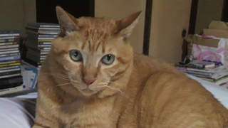 ねこねこちーたฅ(^^ฅ)のイカ耳配信～♪