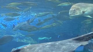 聞き流しルーム