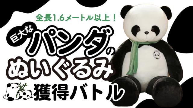巨大なパンダのぬいぐるみ獲得バトル Vol.2|SHOWROOM(ショールーム) 巨大なパンダのぬいぐるみ獲得バトル Vol.2|SHOWROOM(ショールーム)