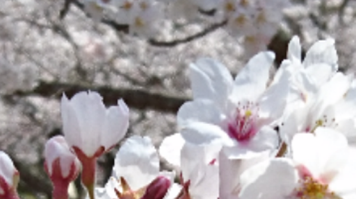 SAKURadi0さんのプロフィール画像