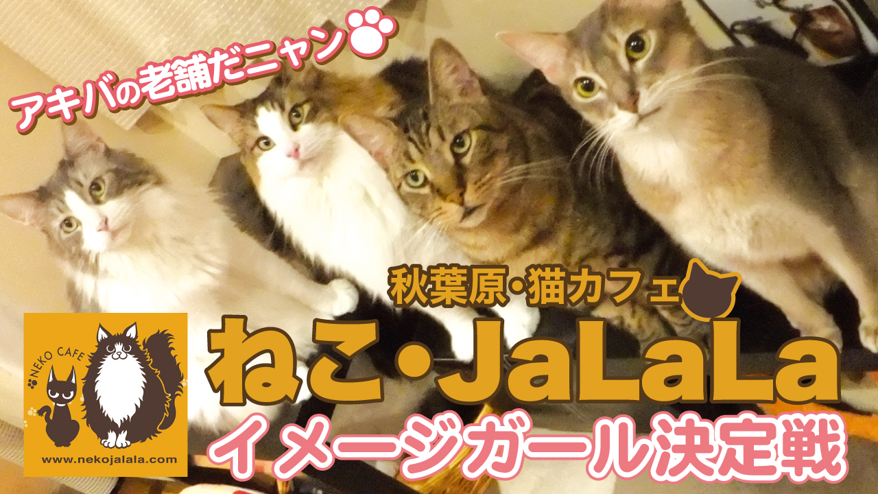 アキバの猫cafe『ねこ・JaLaLa』初代イメージガール決定戦!
