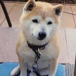 ゴンタルーム⚾️🥊🐴🐕