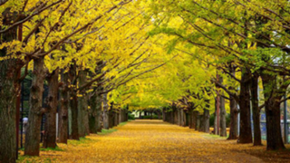 お種処  日々平穏