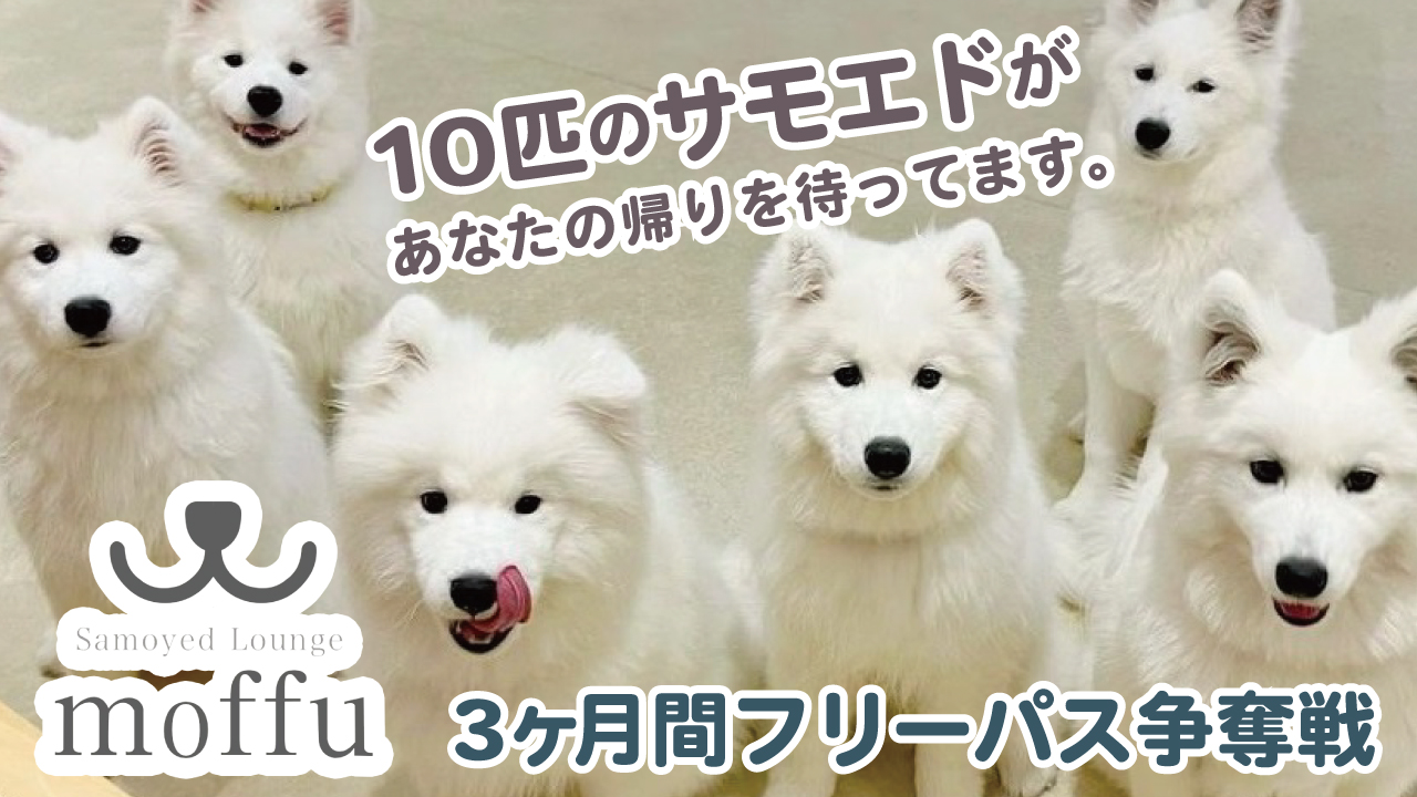 サモエドカフェ『Samoyed Lounge moffu』3ヶ月間フリーパス争奪戦