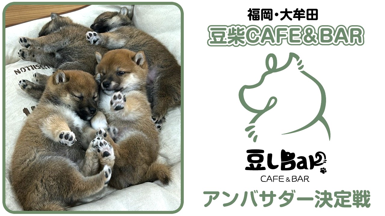 豆柴CAFE&BAR『豆しBar』2代目アンバサダー決定戦