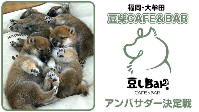 豆柴CAFE＆BAR『豆しBar』2代目アンバサダー決定戦