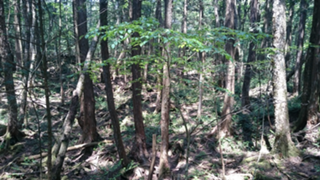 ただの大学生が配信を始めてみました的なやつ