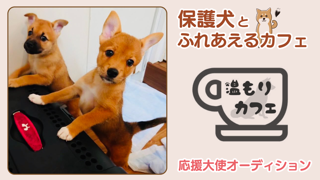 保護犬とふれあえるカフェ『温もりカフェ』応援大使オーディション