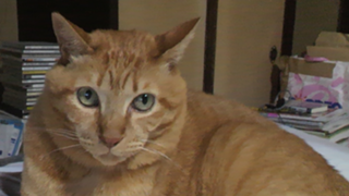 ねこねこちーた❤ルーム🎶