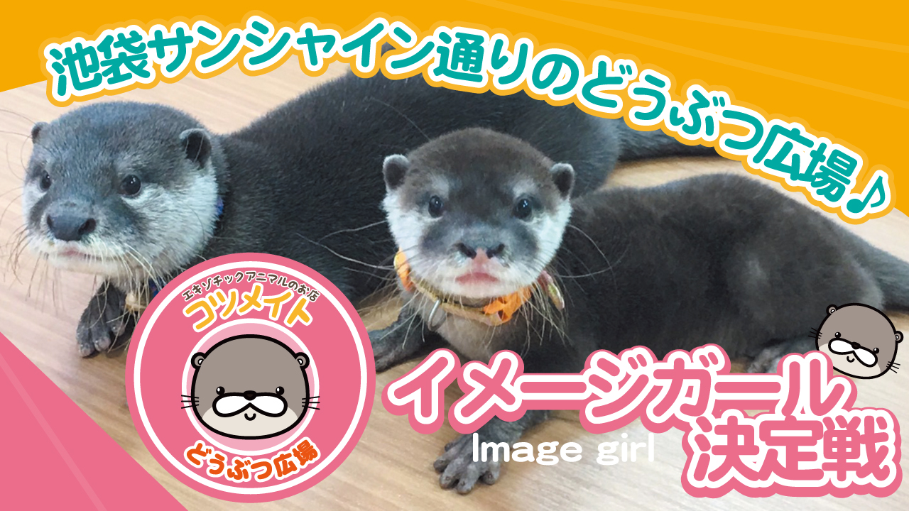 池袋サンシャイン通りのどうぶつ広場『コツメイト』イメージガール決定戦