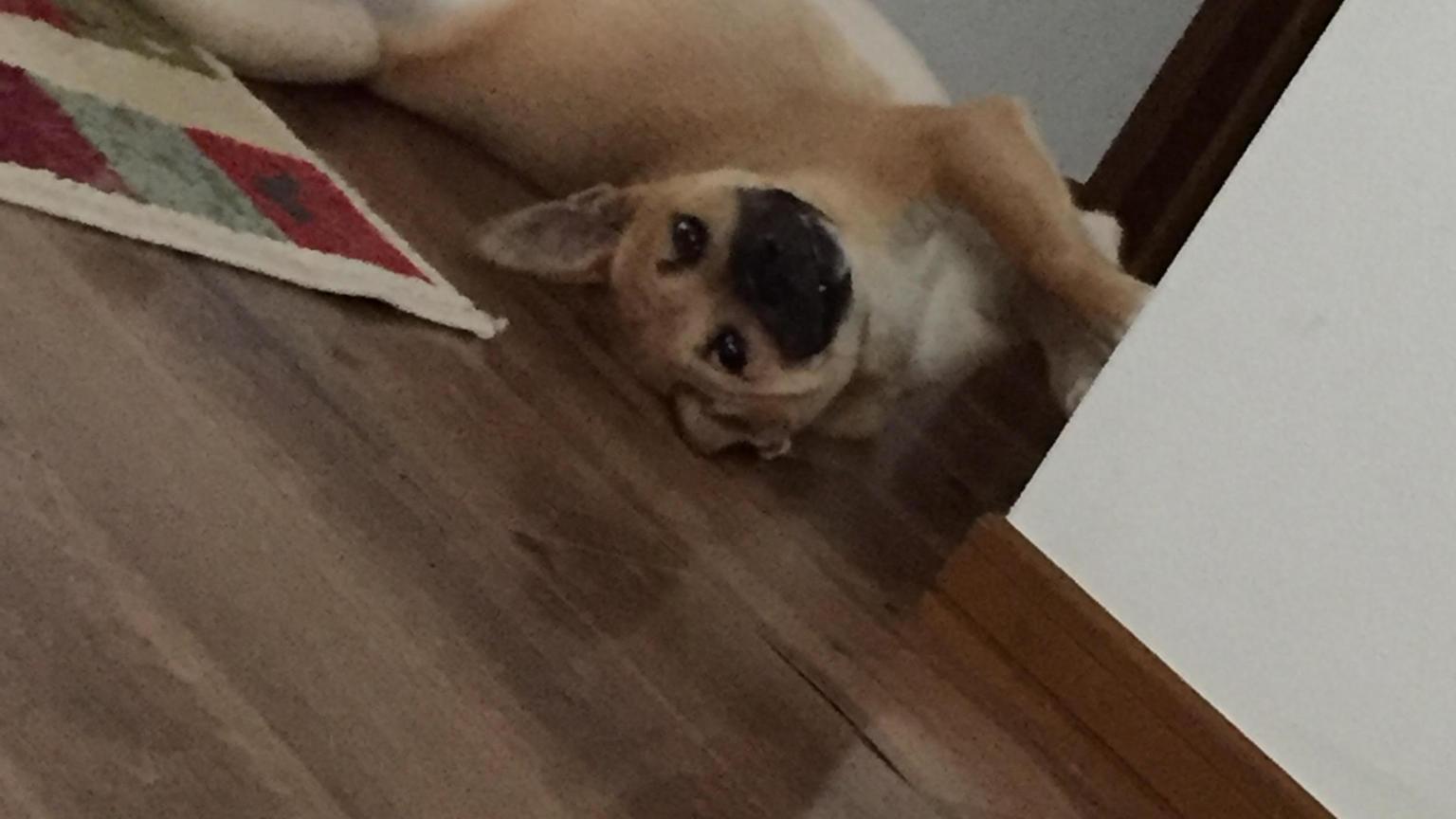 Acat｜SHOWROOM(ショールーム)