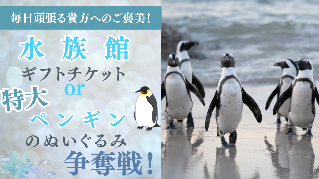 水族館ギフトチケットor特大ペンギンのぬいぐるみ争奪戦!