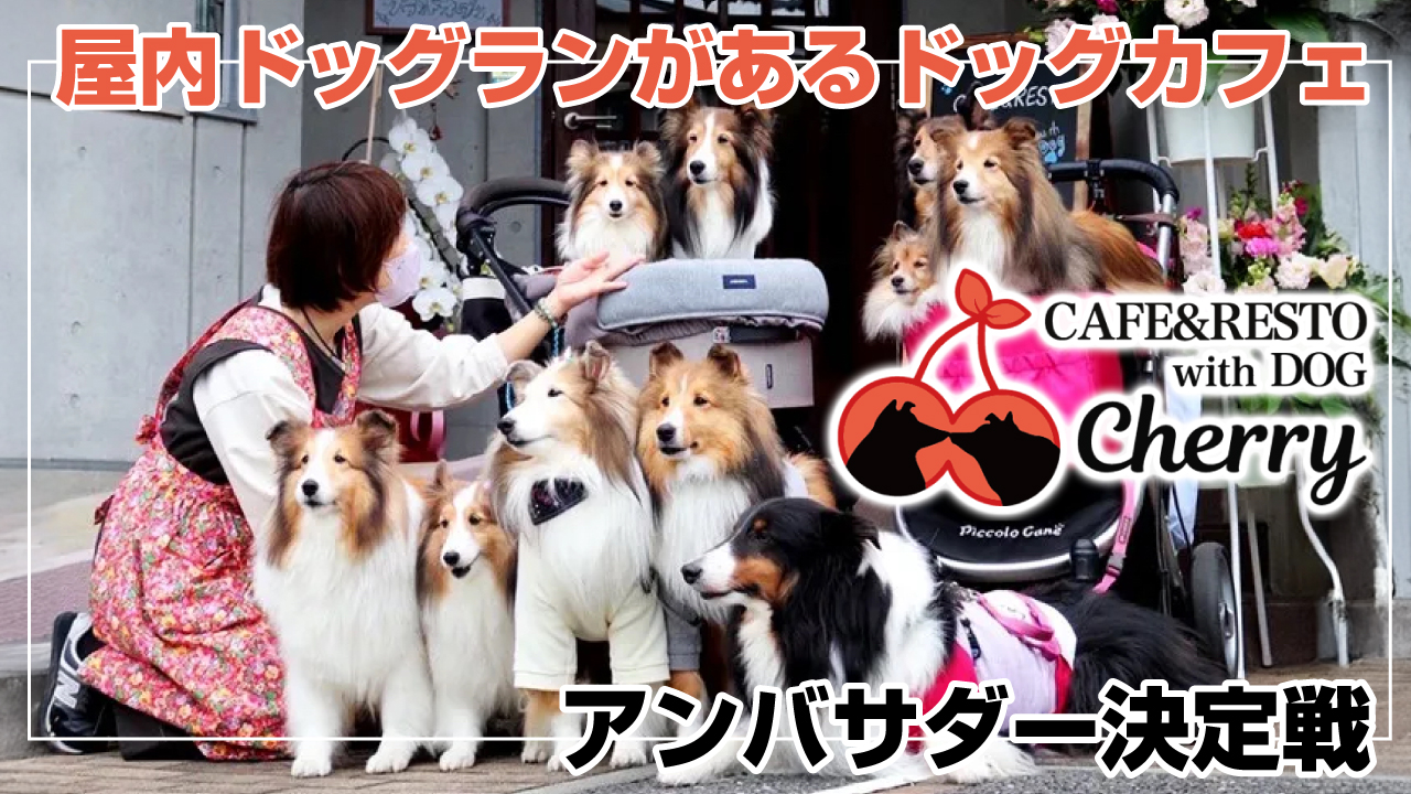 屋内ドッグランがあるドッグカフェ『CAFE＆RESTO Cherry』アンバサダー決定戦