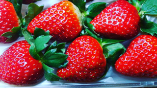 扇田農園の部屋