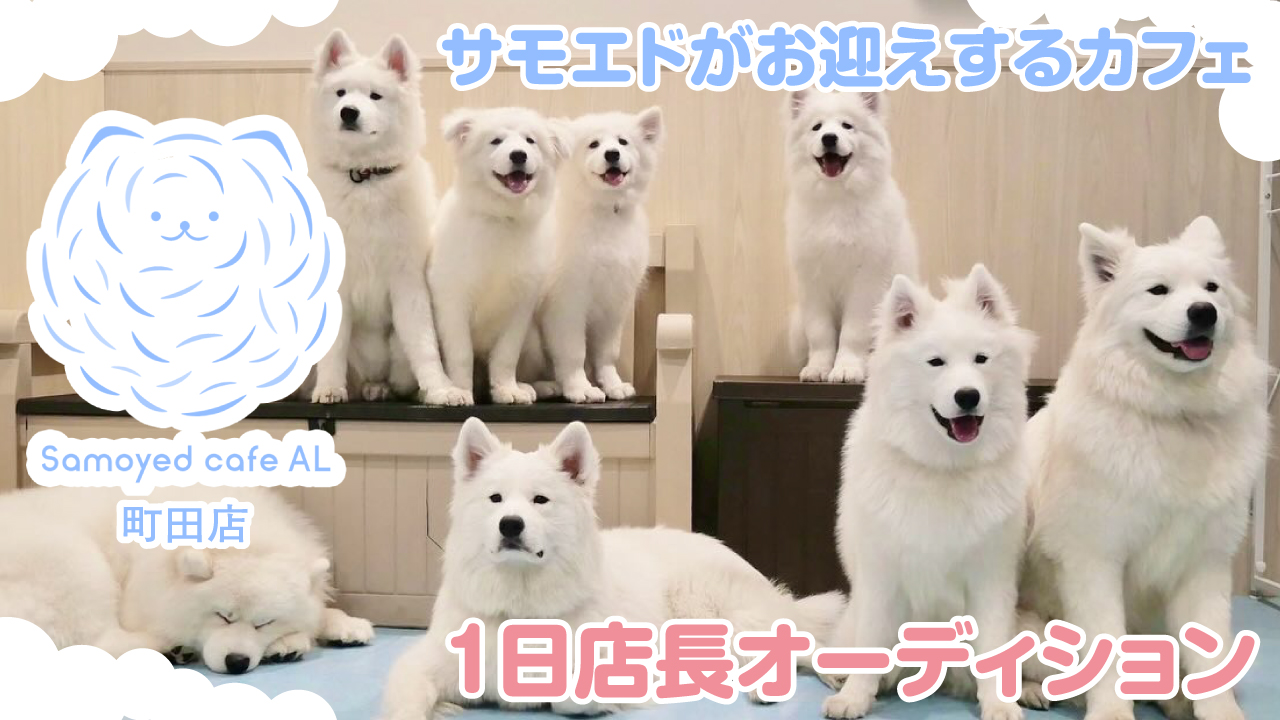 サモエドがお迎えするカフェ『サモエドカフェアル』町田店 1日店長オーディション2026