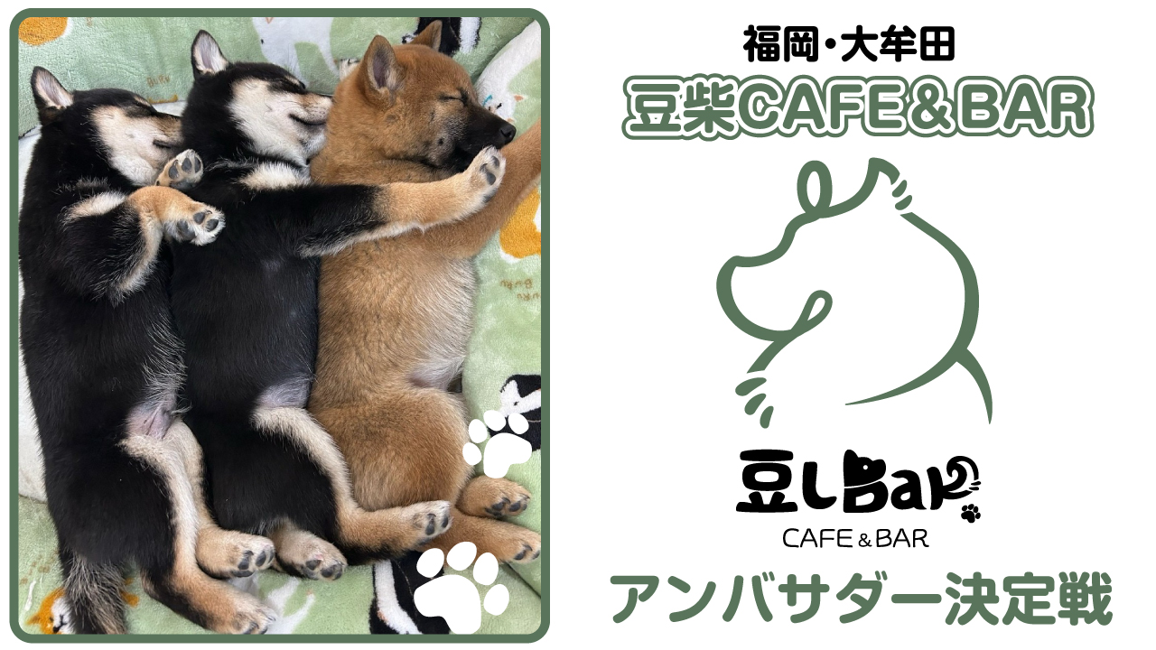 【福岡・大牟田】豆柴CAFE&BAR『豆しBar』アンバサダー決定戦