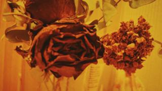 うたうたいちご