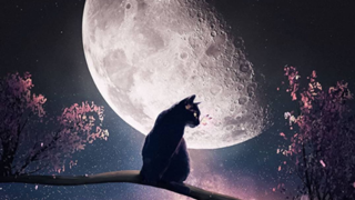 ラプちゃん〜ゴロニャンルーム〜