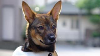 〈犬配信〉オキシトシン無料配布