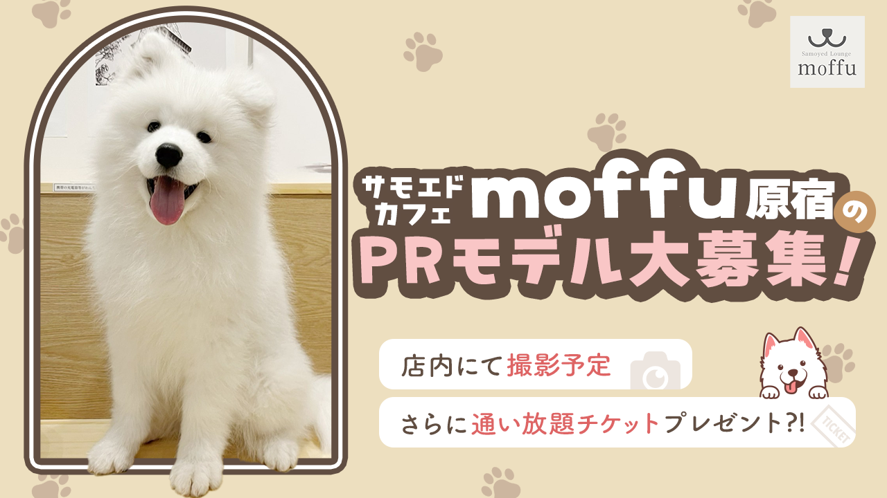 サモエドカフェ moffu 原宿のPRモデル大募集!