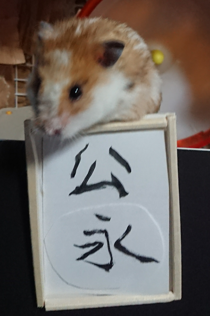ハムちゃん(牝)がハッムハム♡///｜SHOWROOM(ショールーム)